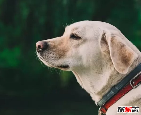 什么狗嗅覺(jué)能力最好?世界上嗅覺(jué)最靈敏的十種狗