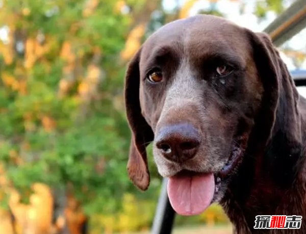 什么狗嗅覺(jué)能力最好?世界上嗅覺(jué)最靈敏的十種狗