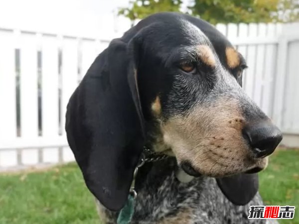 什么狗嗅覺(jué)能力最好?世界上嗅覺(jué)最靈敏的十種狗