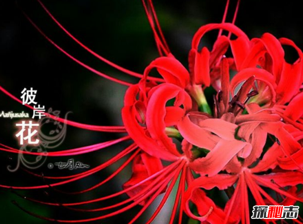 什么花有不好的寓意?世界上十大惡魔之花(附圖片)