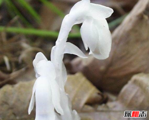 什么花有不好的寓意?世界上十大惡魔之花(附圖片)