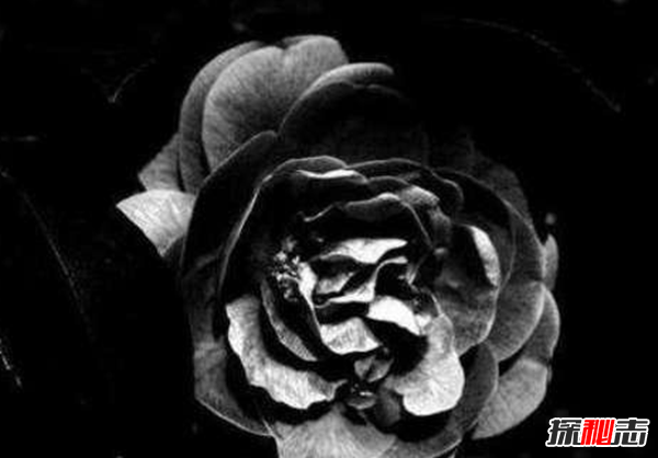 什么花有不好的寓意?世界上十大惡魔之花(附圖片)