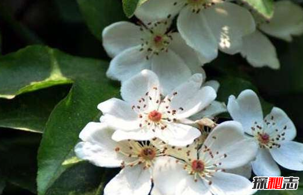 什么花有不好的寓意?世界上十大惡魔之花(附圖片)