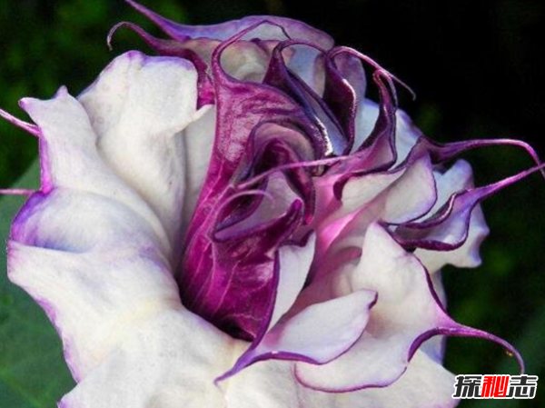 什么花有不好的寓意?世界上十大惡魔之花(附圖片)