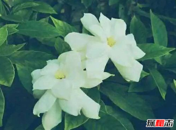 什么花有不好的寓意?世界上十大惡魔之花(附圖片)