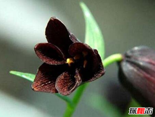 什么花有不好的寓意?世界上十大惡魔之花(附圖片)