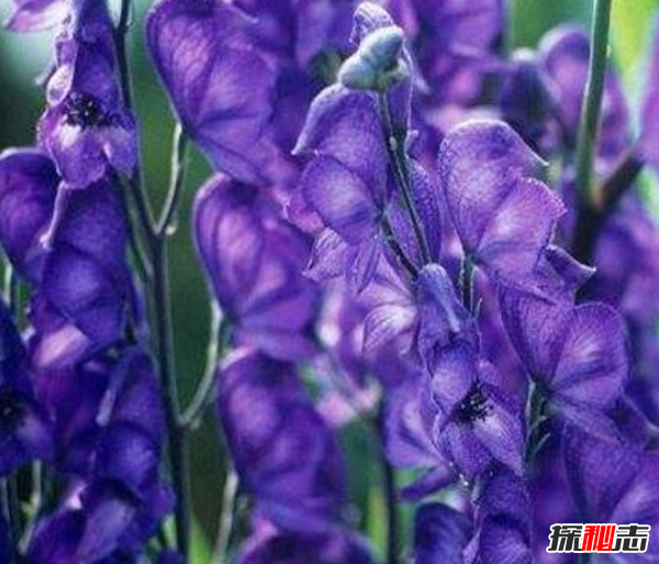 什么花有不好的寓意?世界上十大惡魔之花(附圖片)