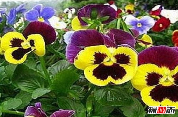 什么花有不好的寓意?世界上十大惡魔之花(附圖片)