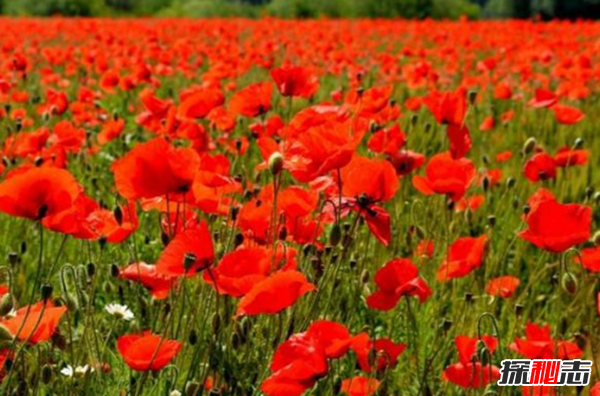 什么花有不好的寓意?世界上十大惡魔之花(附圖片)