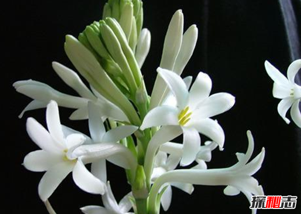 什么花有毒卻很美?盤(pán)點(diǎn)世界十大最美的毒花(附圖)