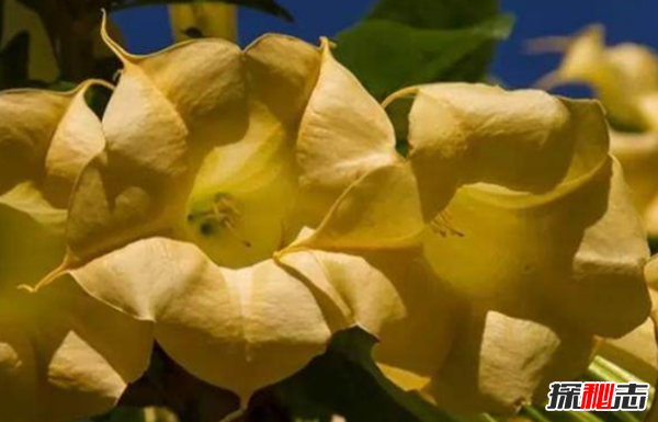 什么花有毒卻很美?盤(pán)點(diǎn)世界十大最美的毒花(附圖)