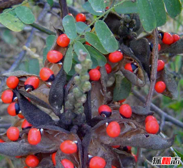 什么花有毒卻很美?盤(pán)點(diǎn)世界十大最美的毒花(附圖)