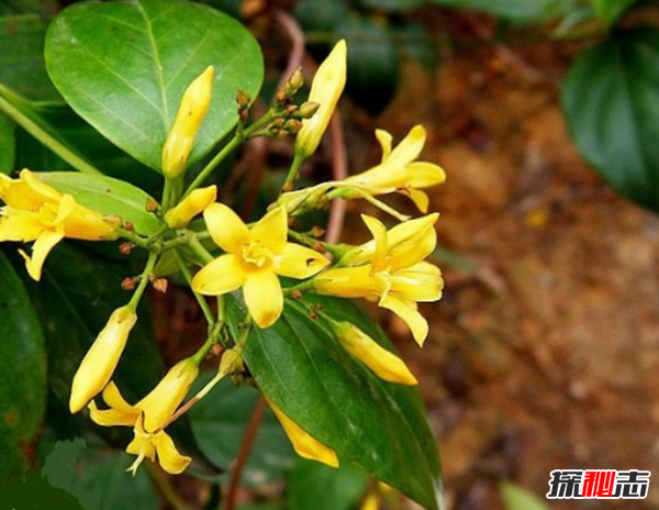 什么花有毒卻很美?盤(pán)點(diǎn)世界十大最美的毒花(附圖)