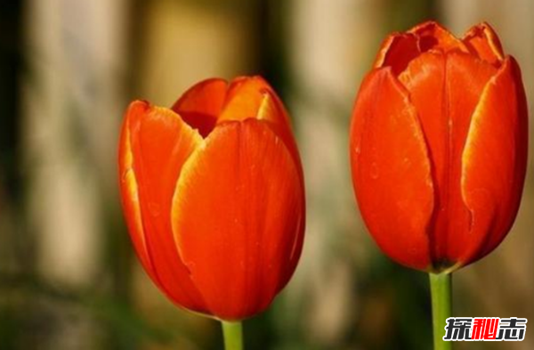 什么花有毒卻很美?盤(pán)點(diǎn)世界十大最美的毒花(附圖)