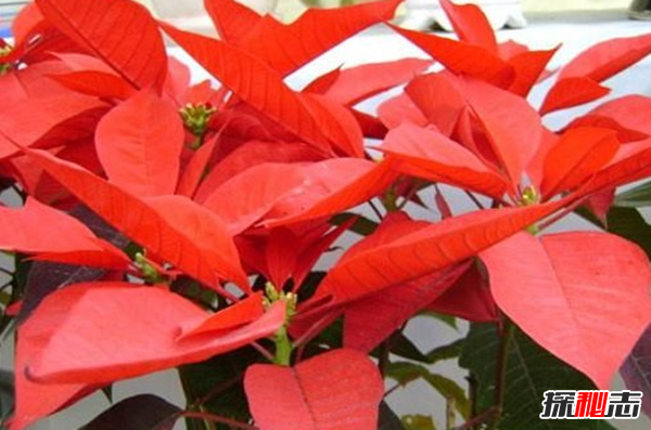 什么花有毒卻很美?盤(pán)點(diǎn)世界十大最美的毒花(附圖)