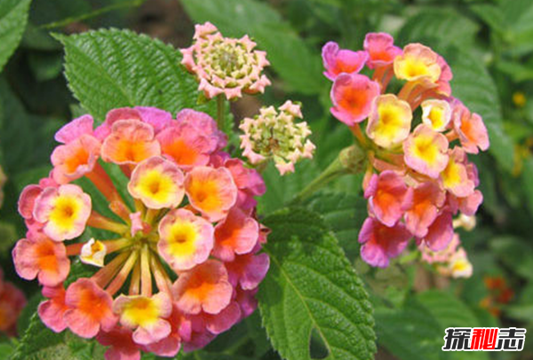 什么花有毒卻很美?盤(pán)點(diǎn)世界十大最美的毒花(附圖)