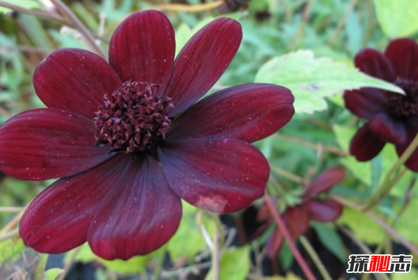 什么花最罕見(jiàn)?盤(pán)點(diǎn)世界上十大最罕見(jiàn)之花(附圖片)