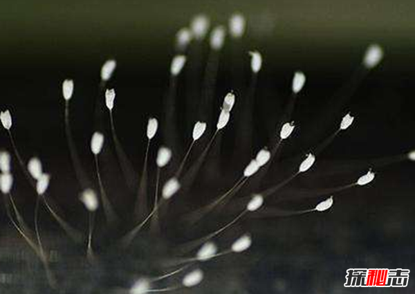 什么花最罕見(jiàn)?盤(pán)點(diǎn)世界上十大最罕見(jiàn)之花(附圖片)