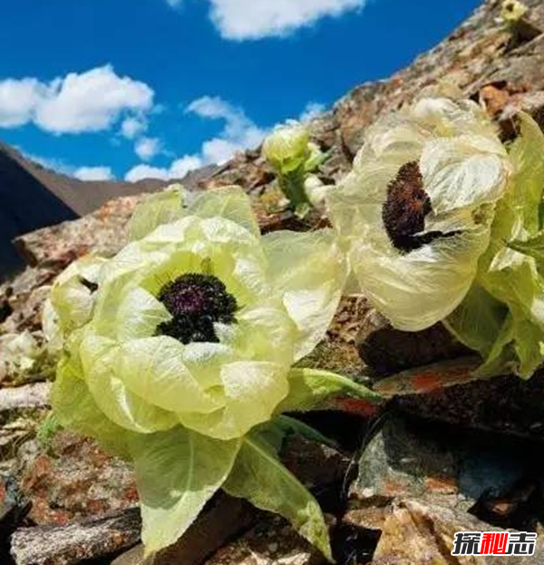 什么花最罕見(jiàn)?盤(pán)點(diǎn)世界上十大最罕見(jiàn)之花(附圖片)