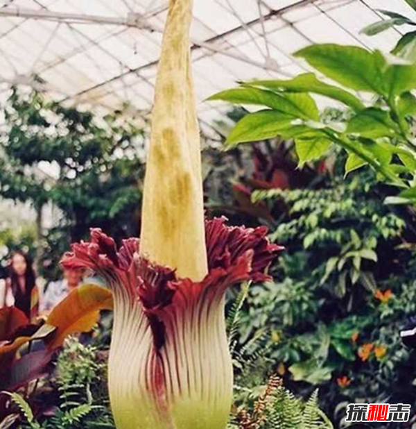 什么花最罕見(jiàn)?盤(pán)點(diǎn)世界上十大最罕見(jiàn)之花(附圖片)