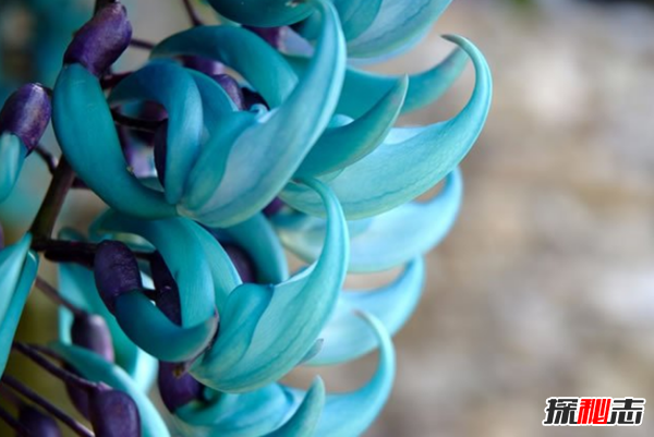 什么花最罕見(jiàn)?盤(pán)點(diǎn)世界上十大最罕見(jiàn)之花(附圖片)