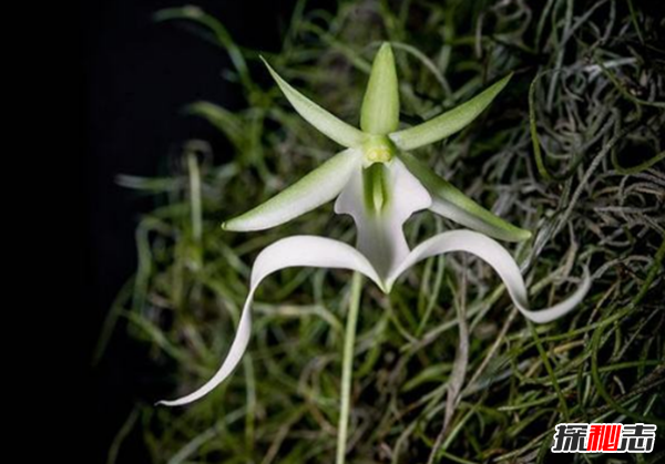 什么花最罕見(jiàn)?盤(pán)點(diǎn)世界上十大最罕見(jiàn)之花(附圖片)