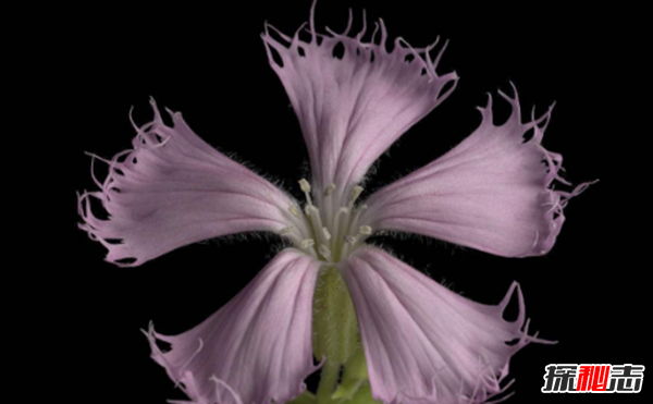 什么花最罕見(jiàn)?盤(pán)點(diǎn)世界上十大最罕見(jiàn)之花(附圖片)