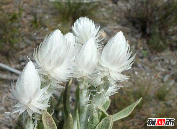 什么花最罕見(jiàn)?盤(pán)點(diǎn)世界上十大最罕見(jiàn)之花(附圖片)