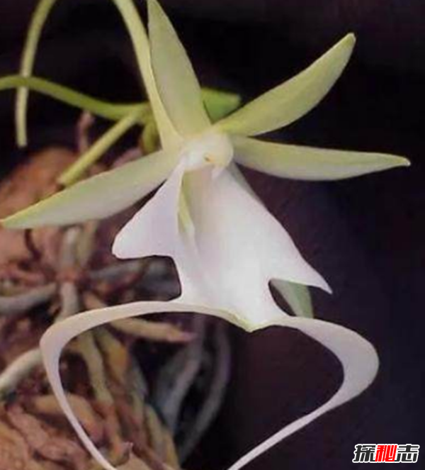 什么花最罕見(jiàn)?盤(pán)點(diǎn)世界上十大最罕見(jiàn)之花(附圖片)