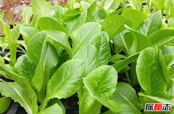 什么食品對眼睛好?保護眼睛的十大食物