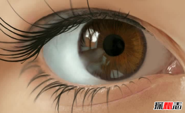 什么食品對眼睛好?保護眼睛的十大食物