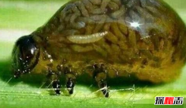 什么是痋術(shù)?揭秘古代對孕婦最厲害的巫術(shù)(滇南三大邪法之一)