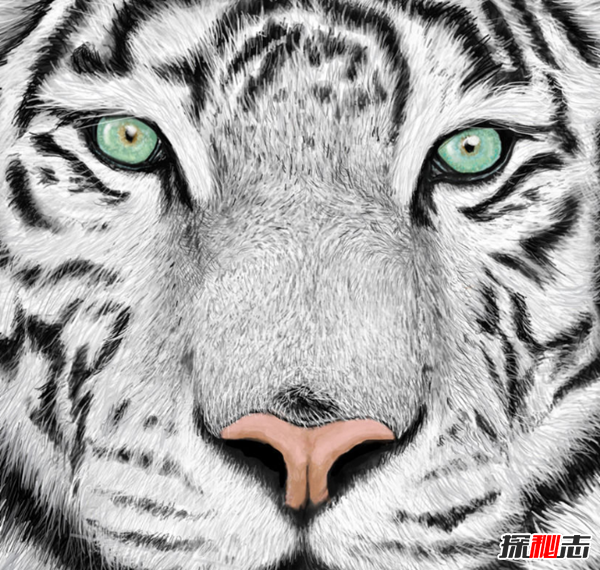 什么是兩儀二圣?太陽(yáng)燭照和太陰幽熒兩種圣獸