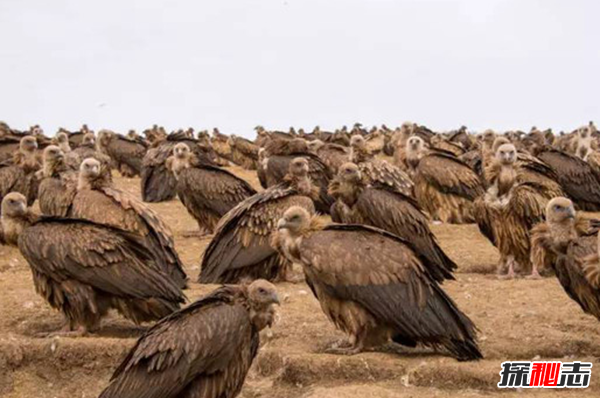 什么是天葬?天葬禿鷲吃人全過(guò)程(附圖片)