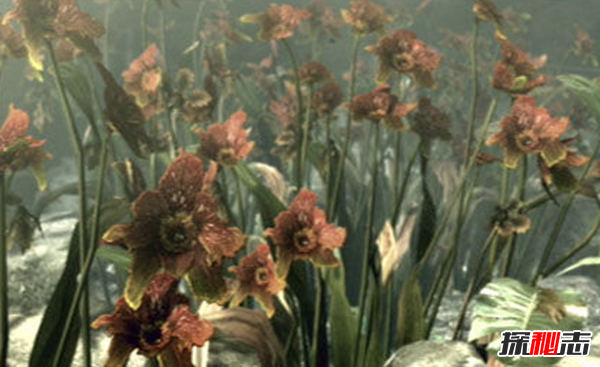 什么是維羅妮卡病毒?維羅妮卡病毒的病毒特征(人造病毒)