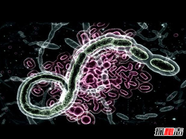 什么是維羅妮卡病毒?維羅妮卡病毒的病毒特征(人造病毒)