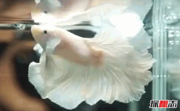 什么魚(yú)最漂亮?盤(pán)點(diǎn)世界上最好看的10種魚(yú)(附圖片)