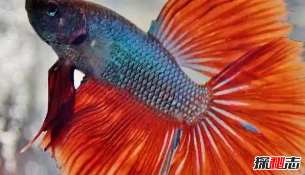 什么魚(yú)最漂亮?盤(pán)點(diǎn)世界上最好看的10種魚(yú)(附圖片)