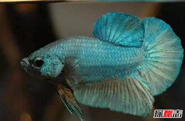 什么魚(yú)最漂亮?盤(pán)點(diǎn)世界上最好看的10種魚(yú)(附圖片)