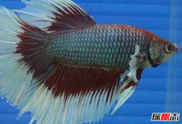 什么魚(yú)最漂亮?盤(pán)點(diǎn)世界上最好看的10種魚(yú)(附圖片)