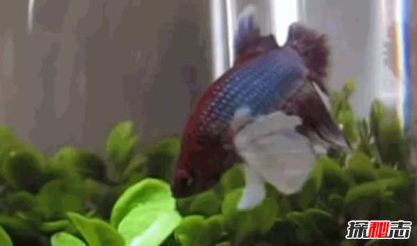 什么魚(yú)最漂亮?盤(pán)點(diǎn)世界上最好看的10種魚(yú)(附圖片)