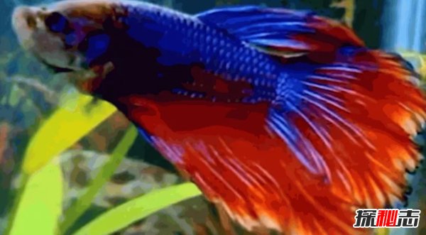 什么魚(yú)最漂亮?盤(pán)點(diǎn)世界上最好看的10種魚(yú)(附圖片)