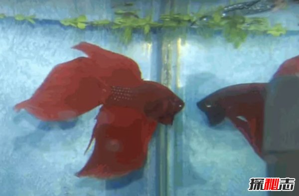 什么魚(yú)最漂亮?盤(pán)點(diǎn)世界上最好看的10種魚(yú)(附圖片)