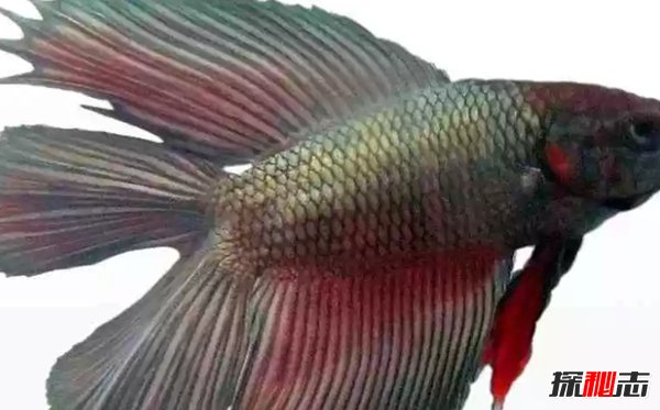 什么魚(yú)最漂亮?盤(pán)點(diǎn)世界上最好看的10種魚(yú)(附圖片)