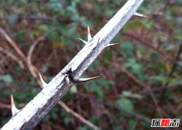 什么植物可以讓人致死?盤(pán)點(diǎn)可以毒死人的10種植物