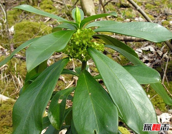 什么植物可以讓人致死?盤(pán)點(diǎn)可以毒死人的10種植物