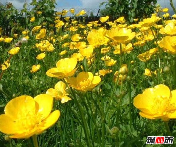 什么植物可以讓人致死?盤(pán)點(diǎn)可以毒死人的10種植物