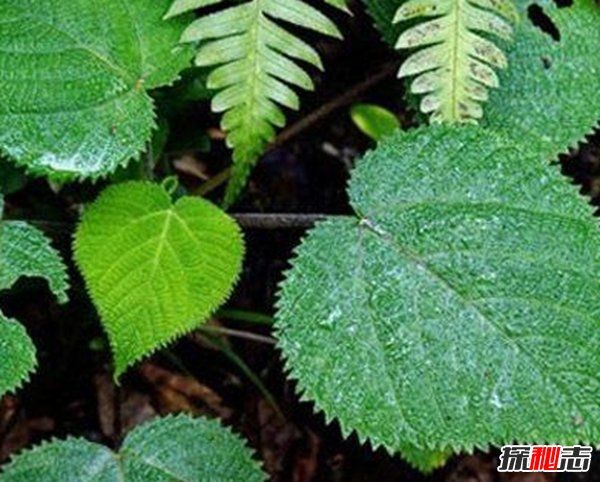 什么植物可以讓人致死?盤(pán)點(diǎn)可以毒死人的10種植物