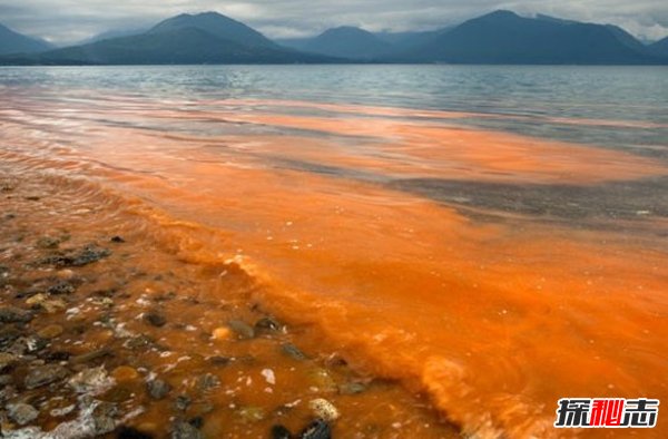 什么植物可以讓人致死?盤(pán)點(diǎn)可以毒死人的10種植物