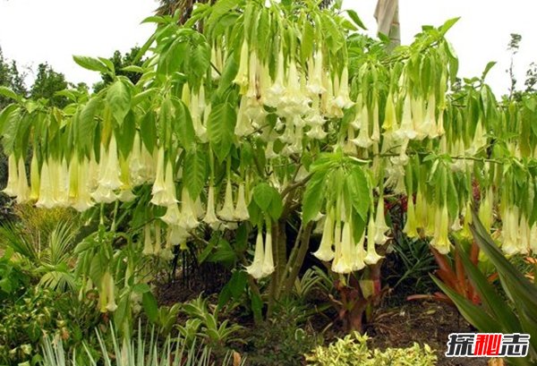 什么植物可以讓人致死?盤(pán)點(diǎn)可以毒死人的10種植物